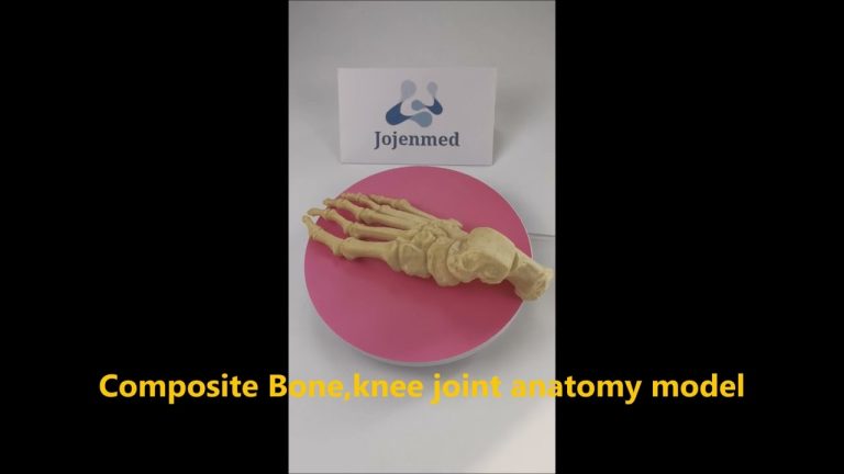 Orthopaedic Models,bone models,spine model,model of knee replacement,china supplier.