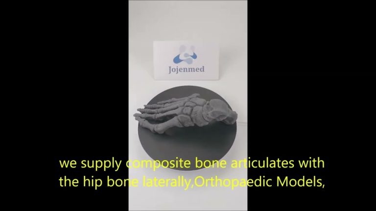 composite bone articulates with the hip bone laterally,Orthopaedic Models,china manufacturer.