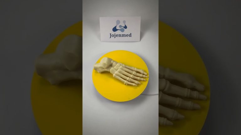 demo durable flexible spine anatomy model,composite bone graft vs allograft China customize