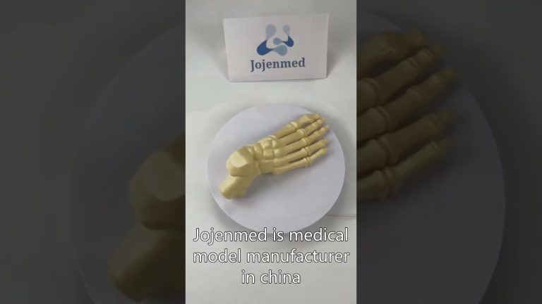 spine model for sale,pelvis bone 3d model,bone models dental Manufacturer Chinese,