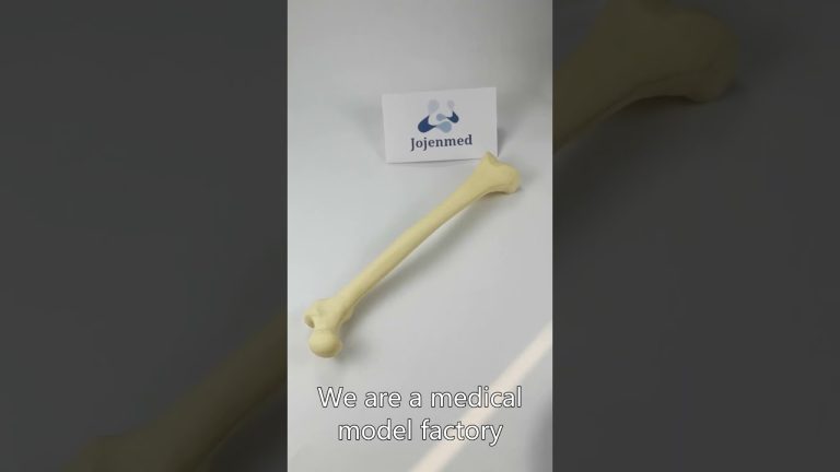 pelvis model 3d,acrylic bone models for orthopaedic,shoulder model with muscles China supplier,