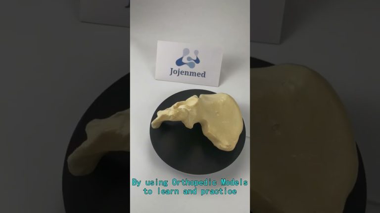 shoulder musculoskeletal model China Supplier,3d anatomy model pregnancy pelvis China customize.