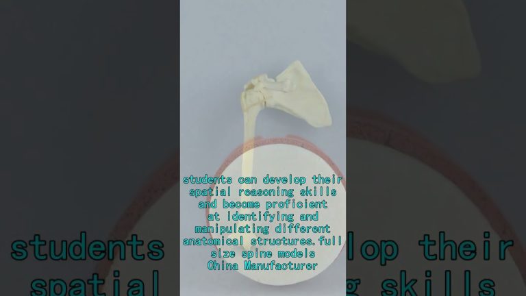 pelvic bone model China Supplier,Semi-Transparent Cortical models,Osteoporotic models China.