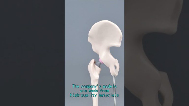 3d anatomical models of the human body China wholesaler,bone models labeled,Eye Models China.