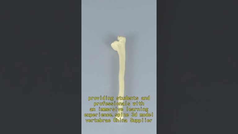 human skeleton model spine China Supplier,long bone model labeled China Manufacturer.