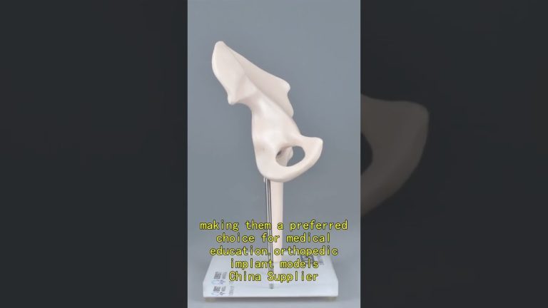 Skeleton Models,pelvis bone model China customize,Soft tissue models China customize.