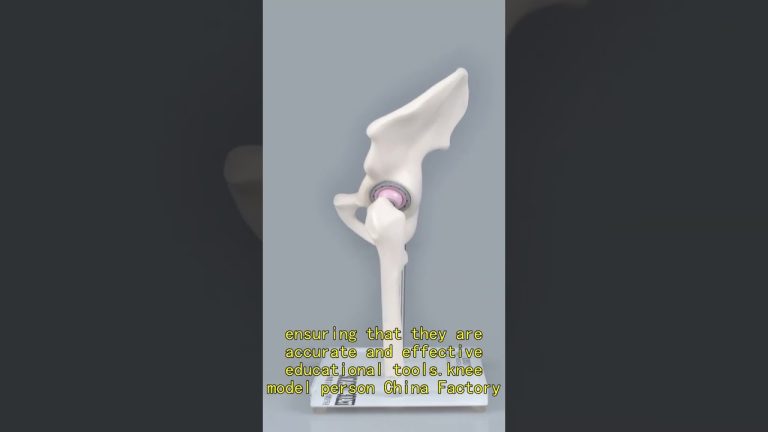 female pelvic floor muscle model China Manufacturer,knee replacement model China Factory,